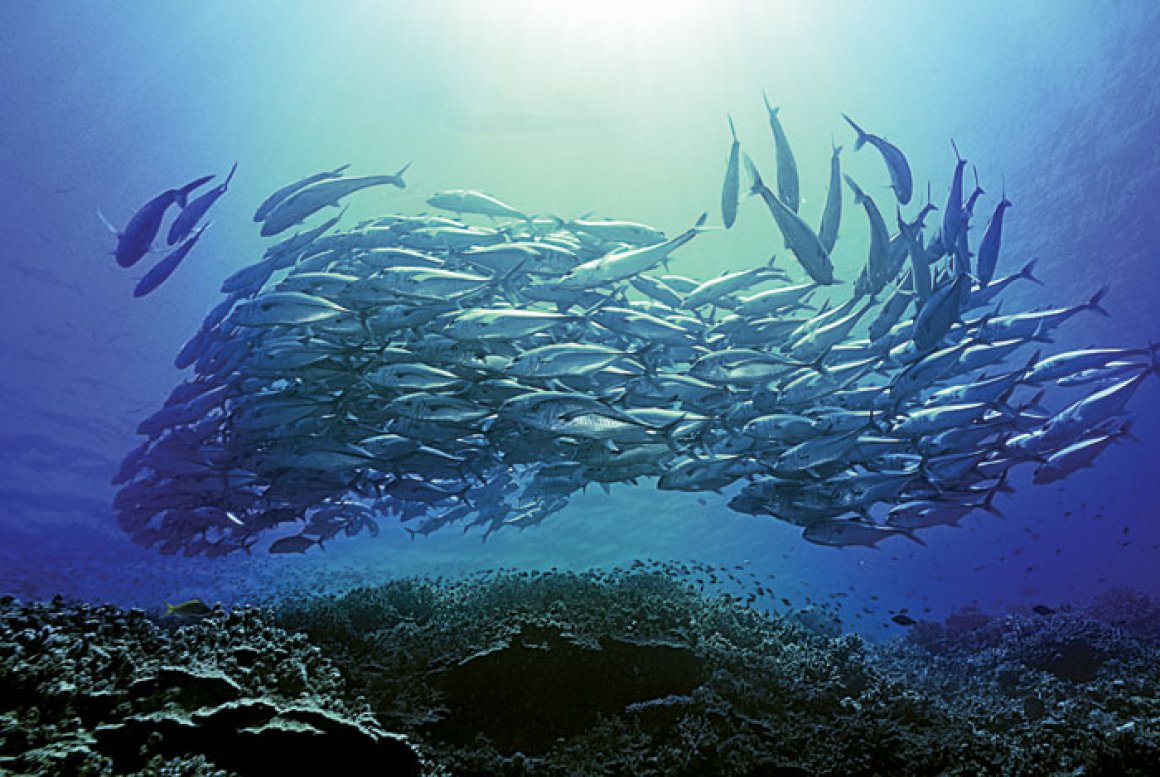 Wishbone Poultry Farm 1