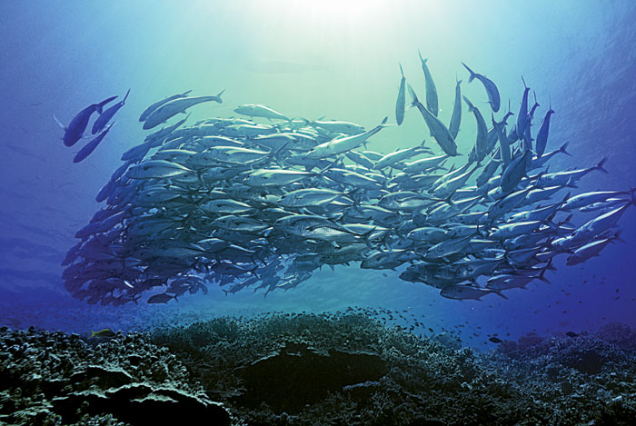 Wishbone Poultry Farm 1